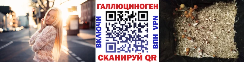 магазин продажи наркотиков  кракен онион  Псилоцибиновые грибы Psilocybe  Каменка 