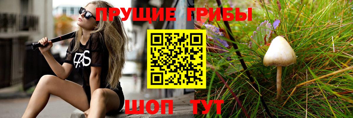 Псилоцибиновые грибы Cubensis Каменка